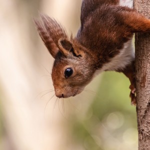 4 Campo Grande abril 2022 1-05042022-6663